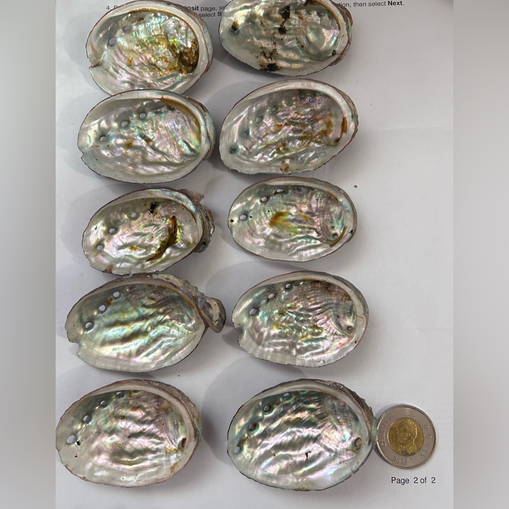 Abalone Shell 10pcs